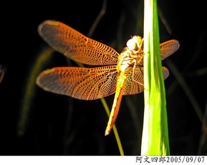 21-IMG_0048