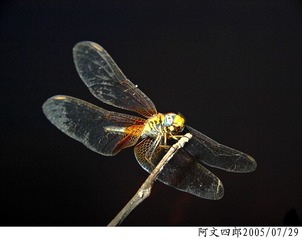 20-IMG_0009