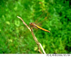 24-IMG_0032