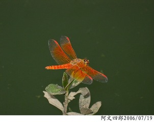 28-IMG_0049