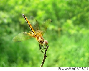 24-IMG_0086