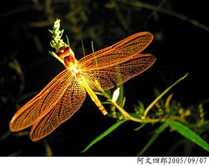 21-IMG_0112