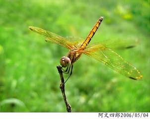 24-IMG_0075