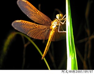 21-IMG_0034