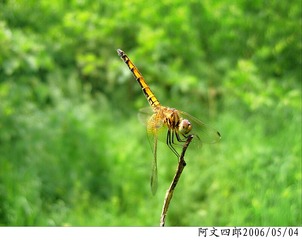 24-IMG_0087
