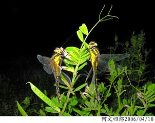 22-IMG_0038