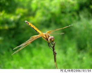 24-IMG_0072