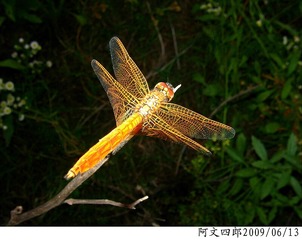30-IMG_1083