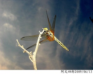 30-IMG_1065