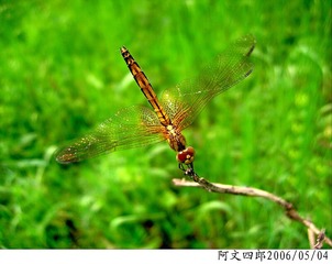 24-IMG_0053