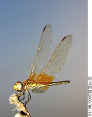 27-IMG_0015