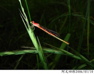 25-IMG_0019