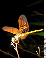 21-IMG_0031
