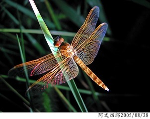 20-IMG_0022