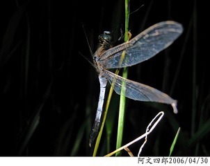 23-IMG_0065