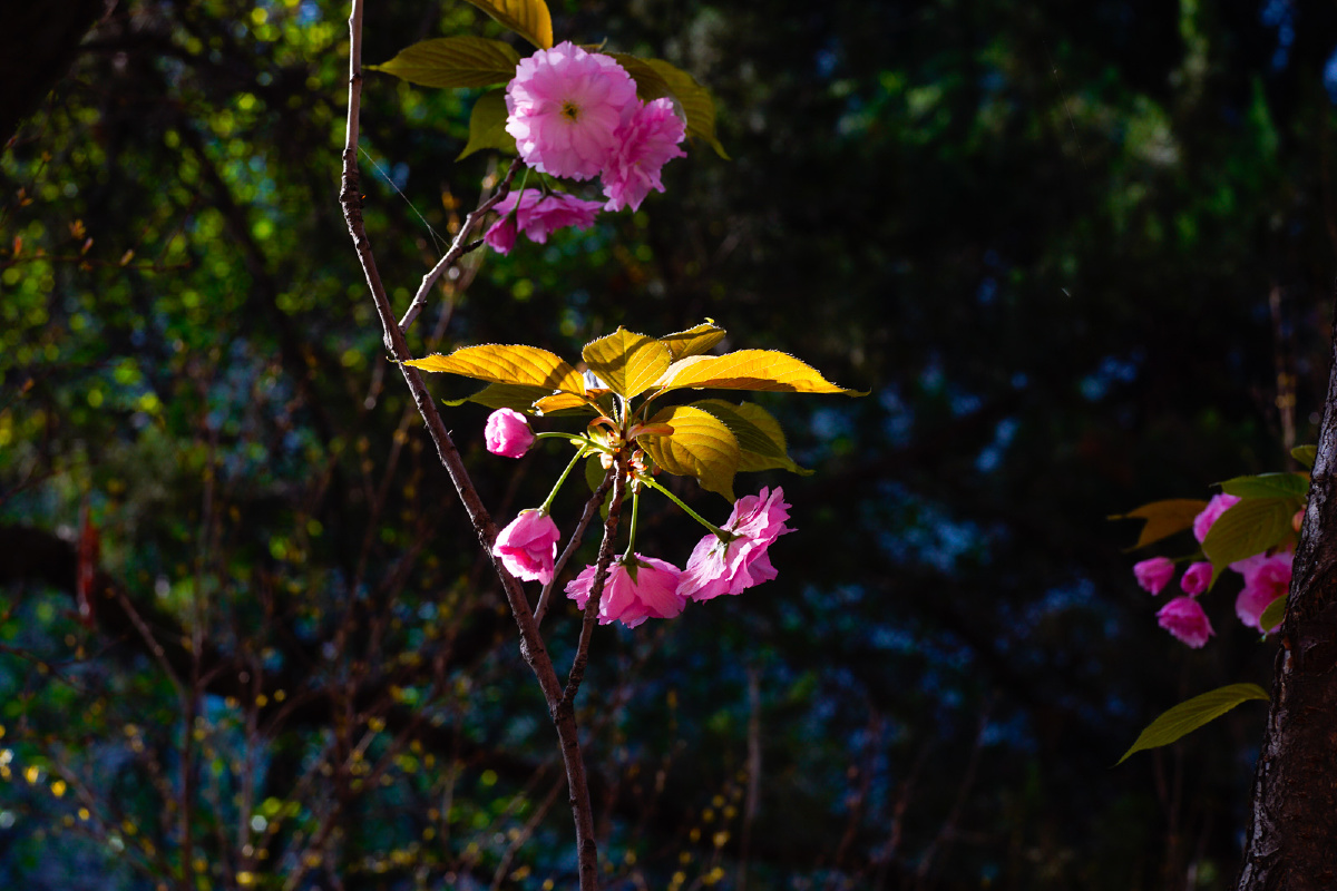 樱花季-1 - 花卉, 索尼, a6000, 西安 - 高个老陕