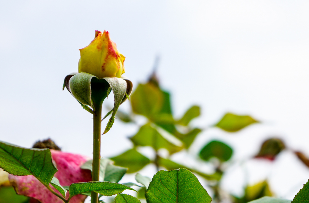 月季花开 - 纪实, 索尼, a6000, 植物, 抓拍, 西安