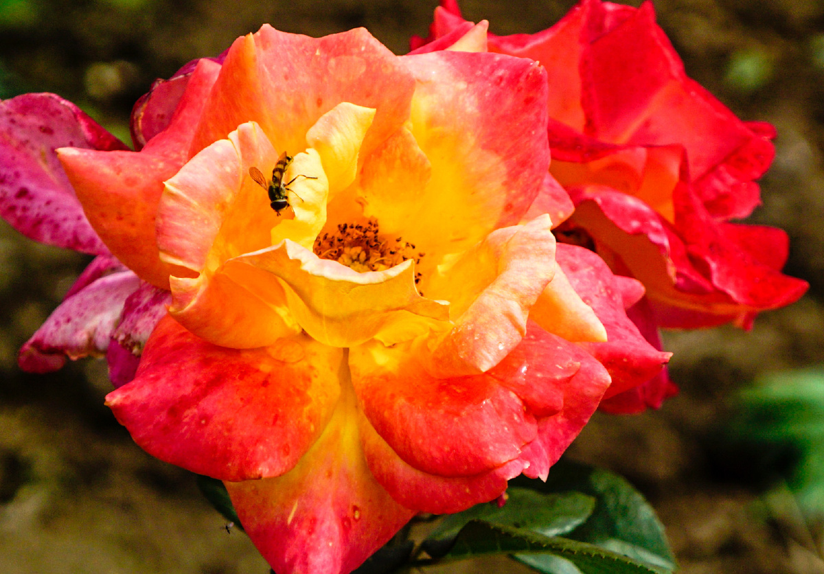 月季花开 - 纪实, 索尼, a6000, 植物, 抓拍, 西安