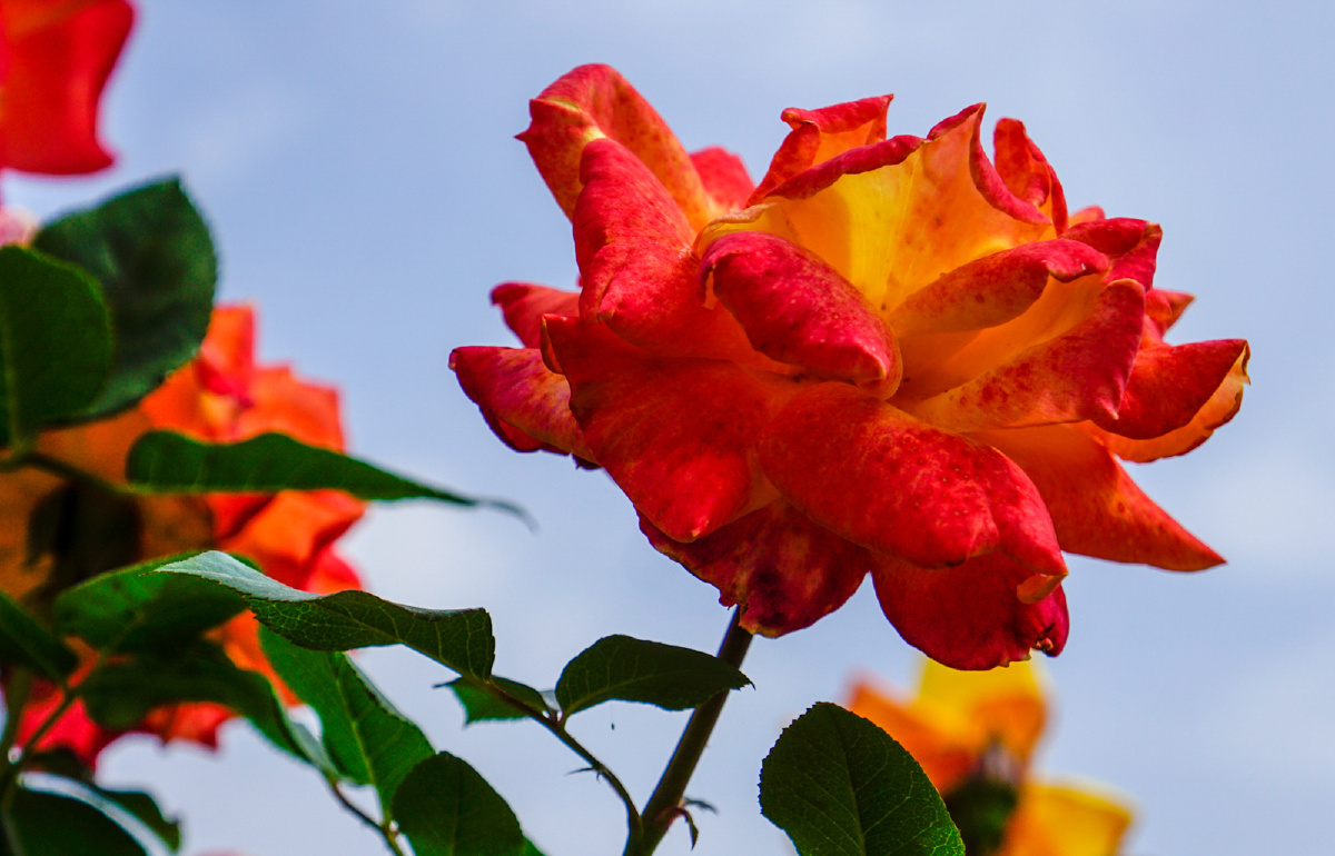 月季花开 - 纪实, 索尼, a6000, 植物, 抓拍, 西安