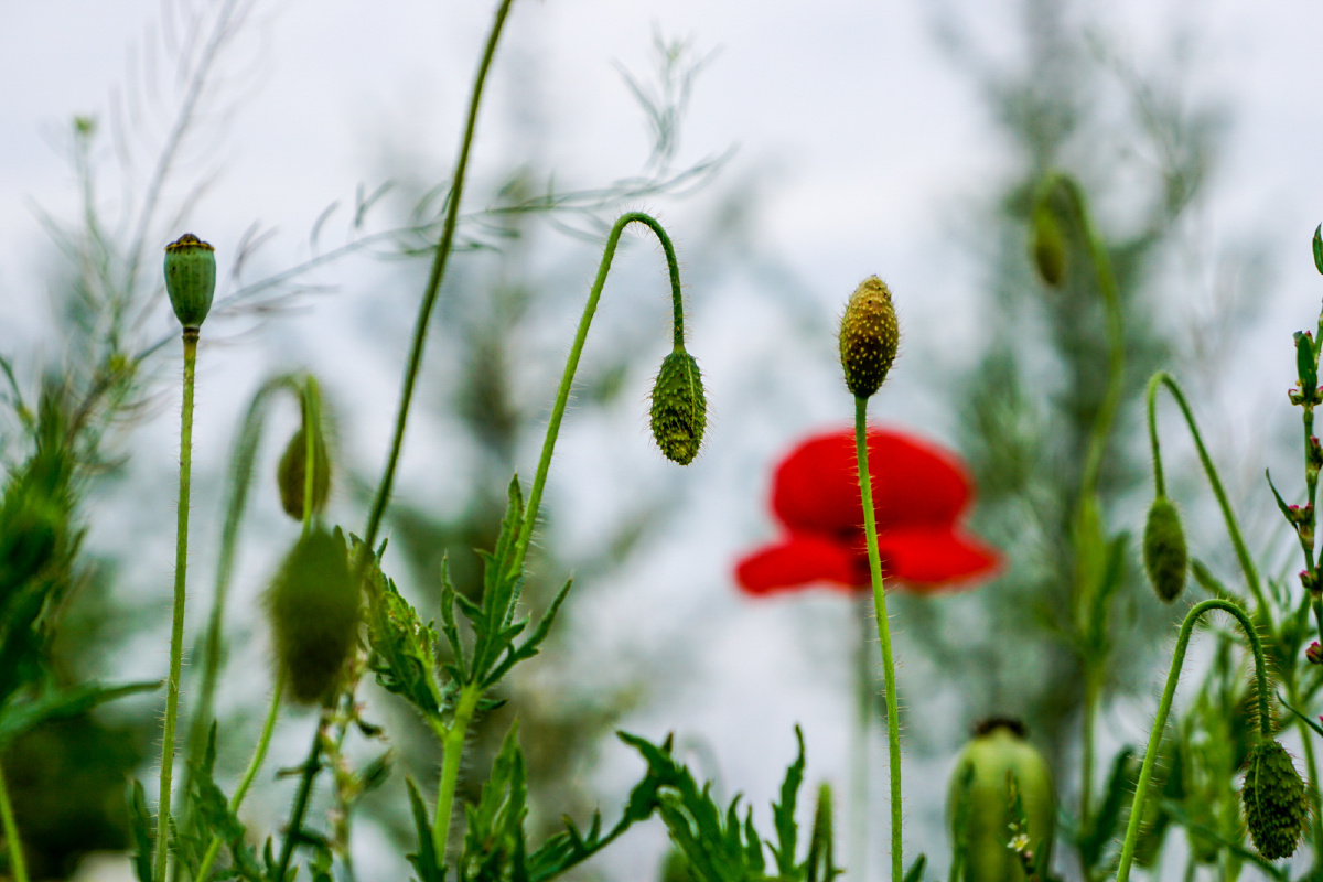 虞美人 - 植物, 索尼, a6000, 西安 - 高个老陕