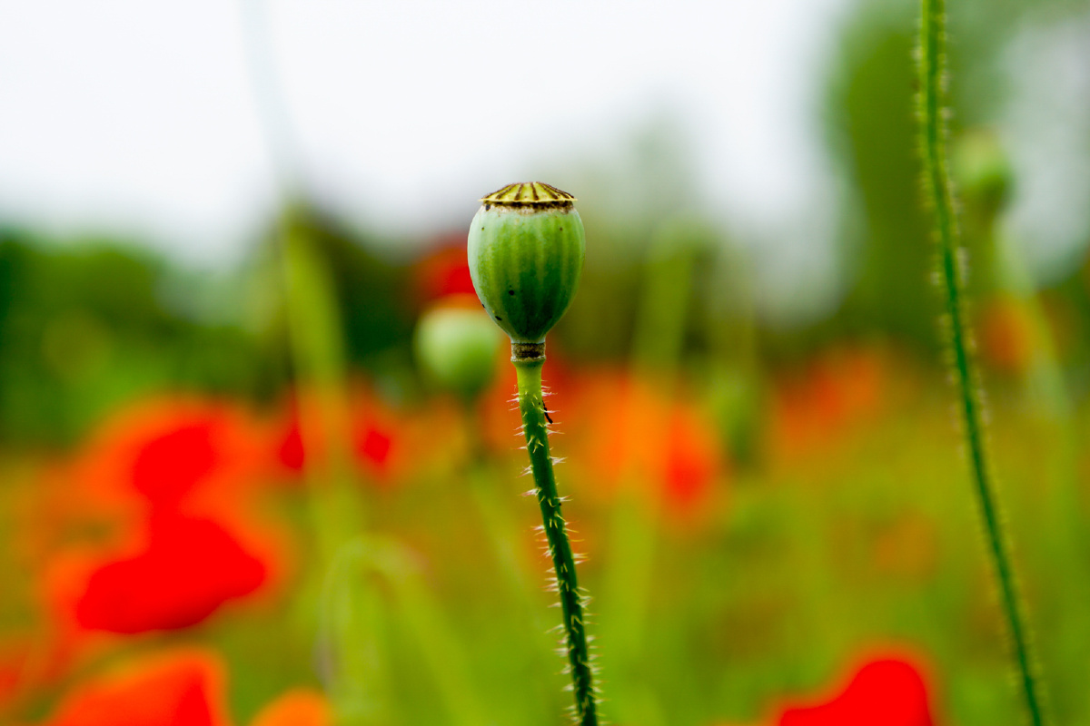 虞美人 - 植物, 索尼, a6000, 西安 - 高个老陕