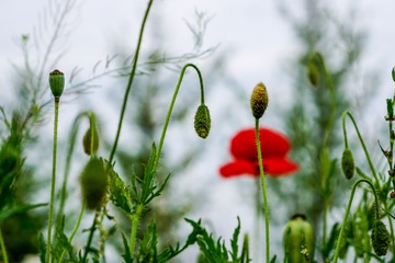 _DSC5464