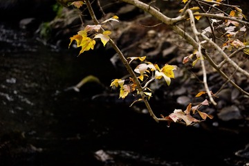2612011