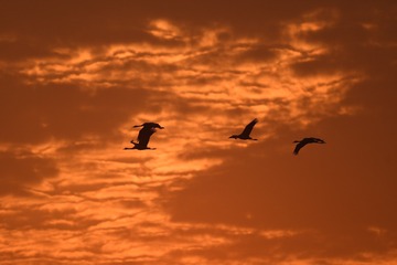 DSC_8139_1