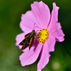 DSC_9196.jpg