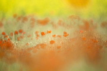 _DSC9188-编辑