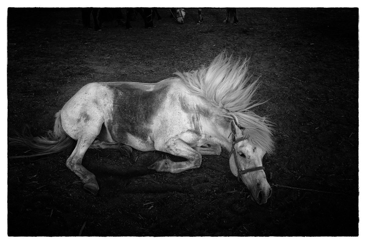 一匹白马的忧伤