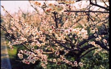 inki20130308-9.jpg