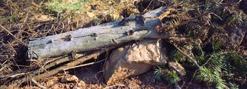 inki20130308-10.jpg