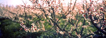 inki20130308-xpan-201.jpg