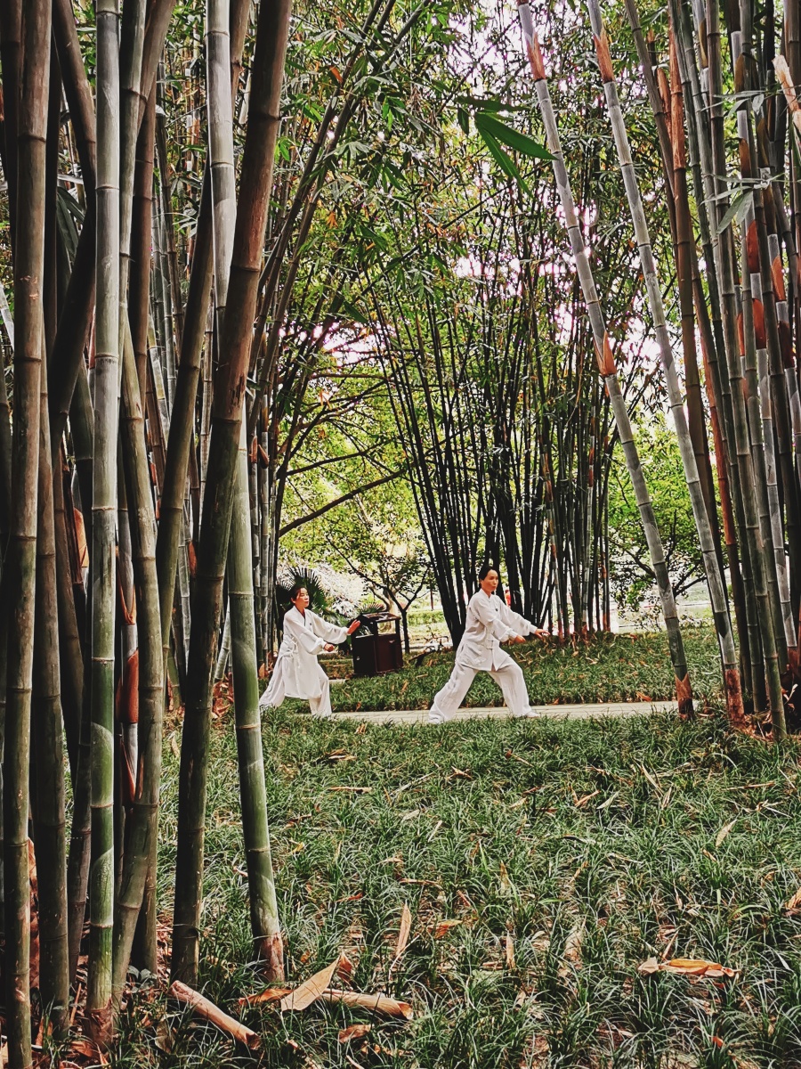 竹林深处练太极