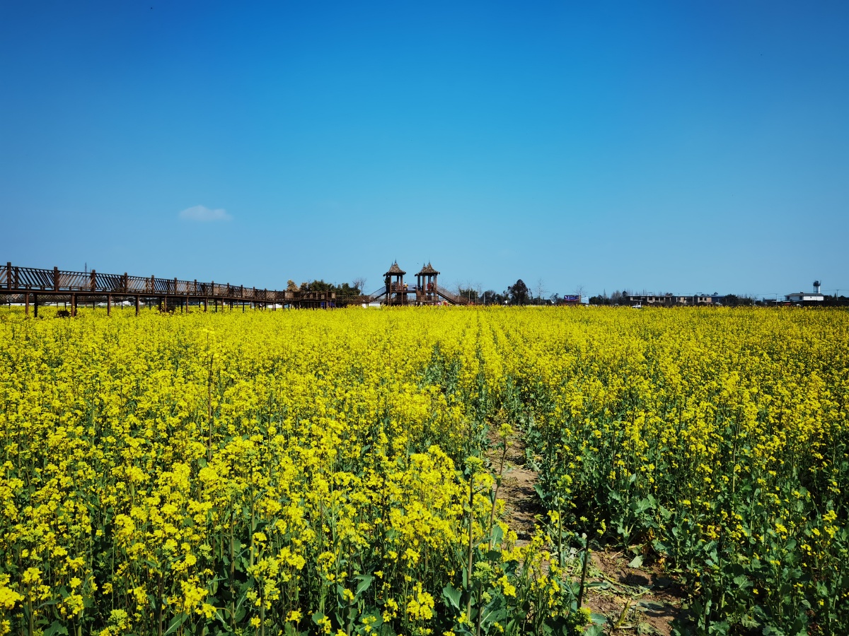 成都广汉高坪镇万亩油菜花开啦 - 王桂节 - 图虫