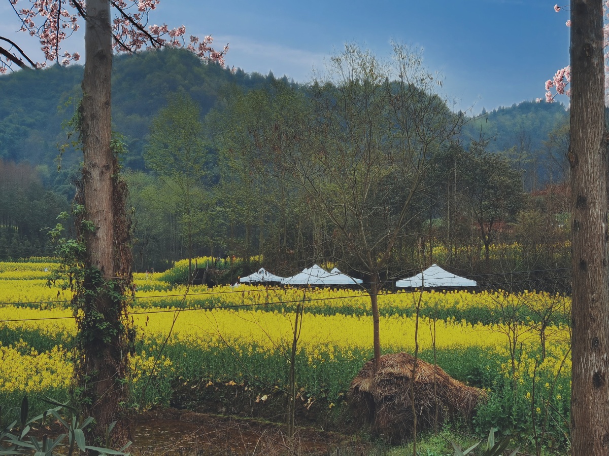 川西坝子重庆路油菜花盛开