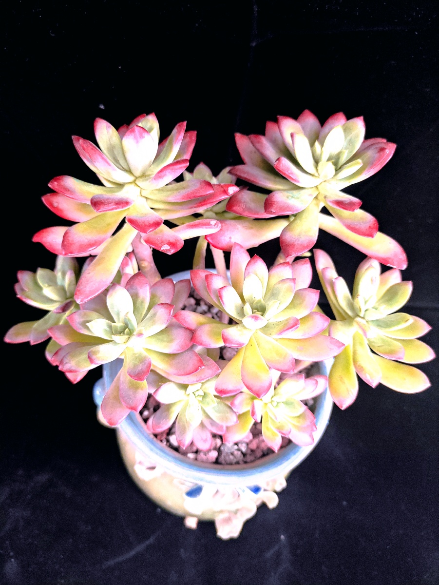 多肉红稚莲小老桩 - 心随云动888 - 图虫