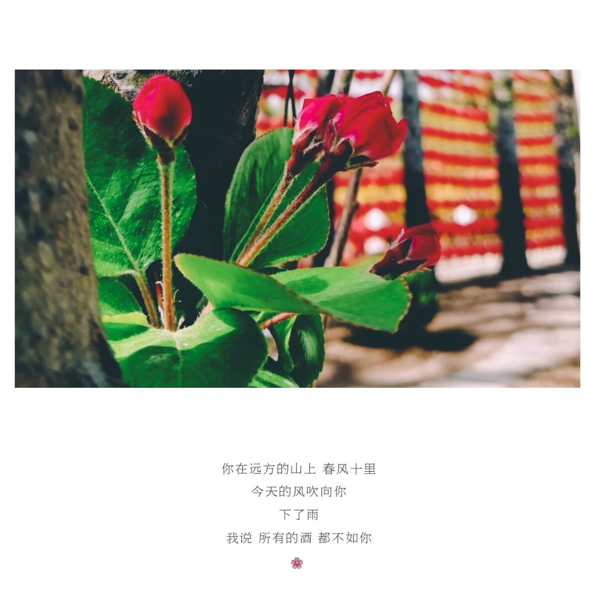 节日灯火与春天花