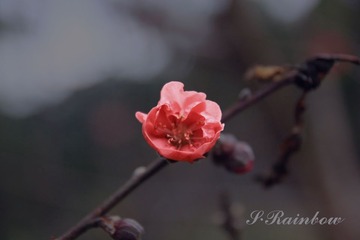桃花开好