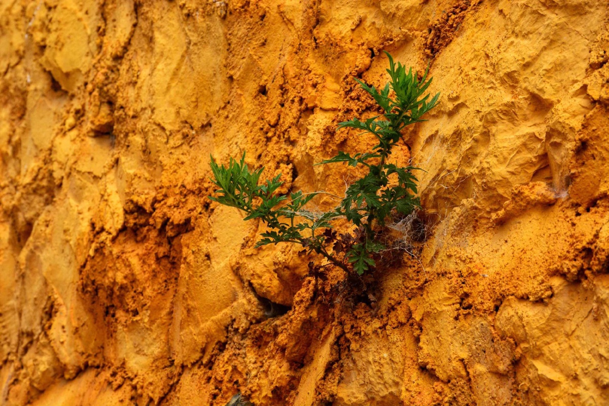 黄泥墙上的生命色彩