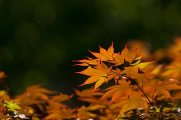 _DSC7958