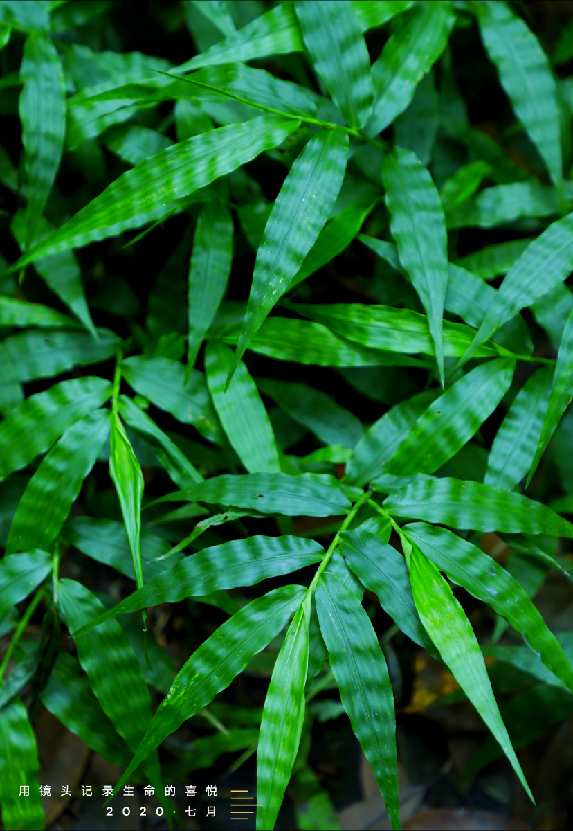 求米草植株小小