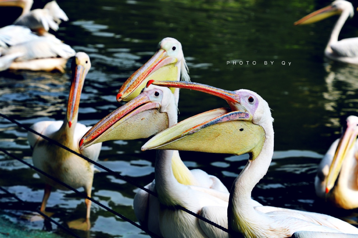 飞鸟乐园·鹈鹕