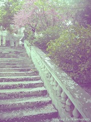 桂苑樱花