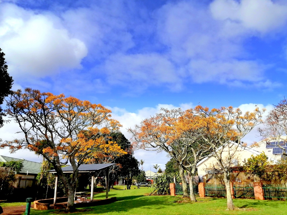 奥克兰的秋天 - 长春蓝枫