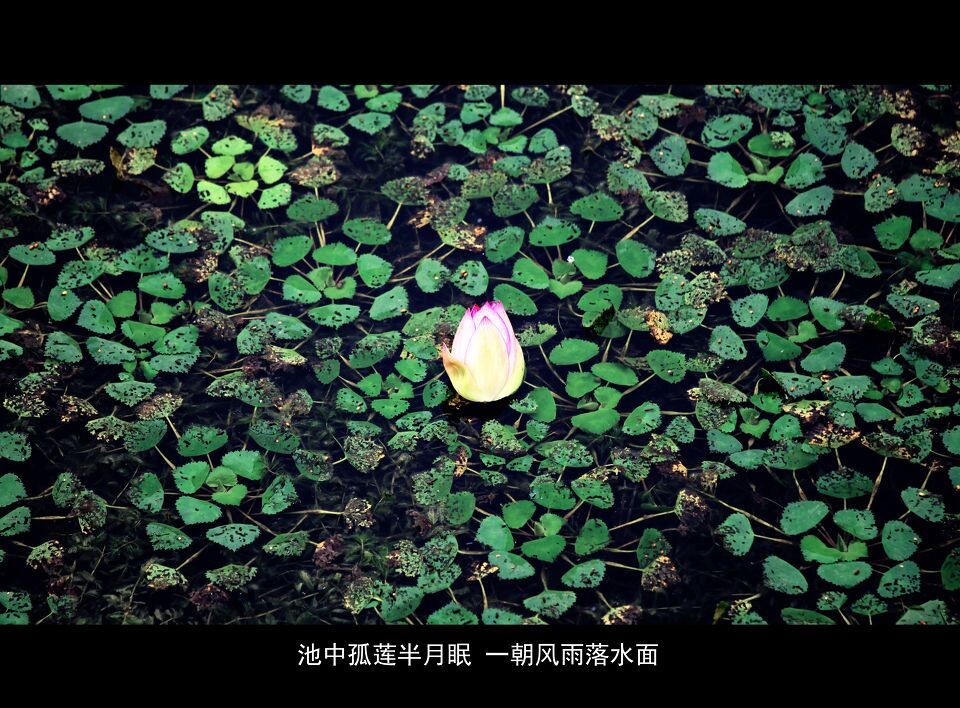 彼岸花<br />
苏州 荷塘月色湿地公园