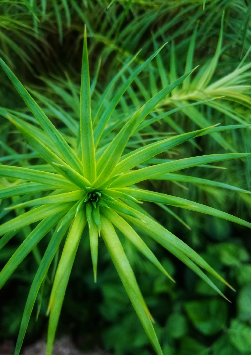 绿色- 淡淡淡绿 - 图虫