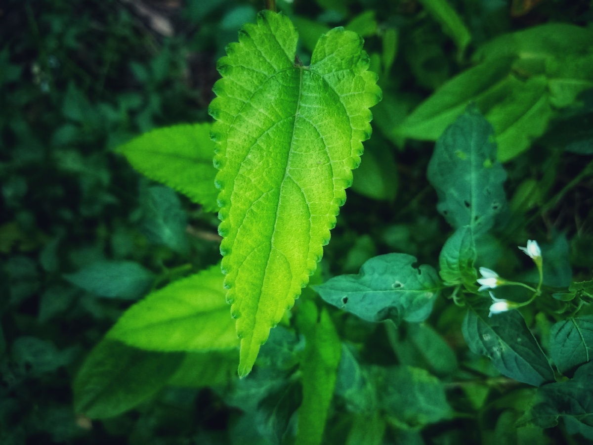 绿色- 淡淡淡绿 - 图虫