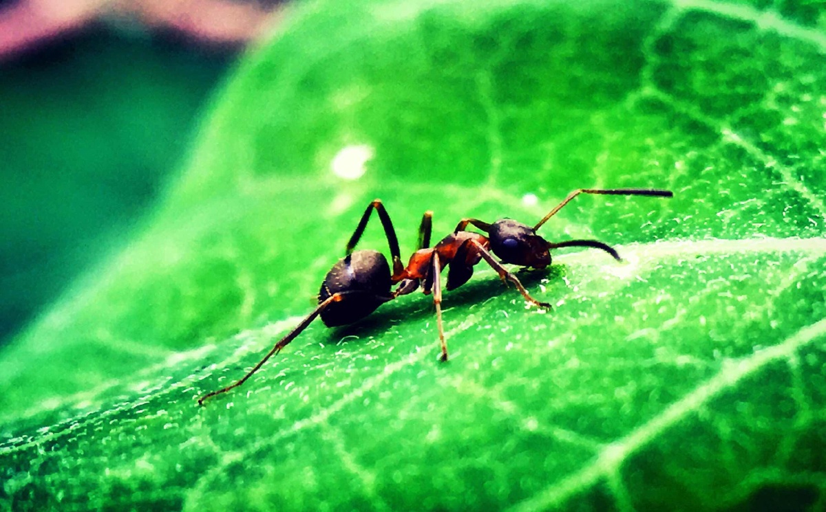 微距下的小昆虫
